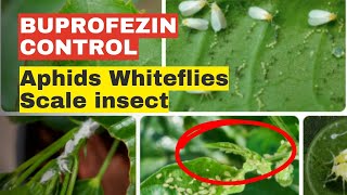 Buprofezin Powerful Pest Control for Aphids whiteflies and scale insects cotton fruits vegetables [upl. by Inoy]