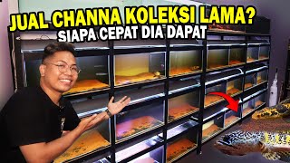 JUAL MURAH LEPAS KOLEKSI CHANNA LAMA DI GALERI BOS BOS QU [upl. by Mcgraw]