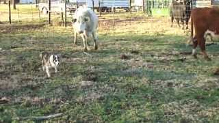 Blue the Border Collie Herding cattle [upl. by Anniroc462]