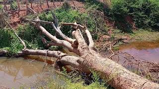 Nascente de água assentamento conceiçãoquottaporéquot deságua no rio Gurguéia [upl. by Lemuela843]