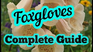 Foxgloves a complete guide with guaranteed results every time [upl. by Aicert]