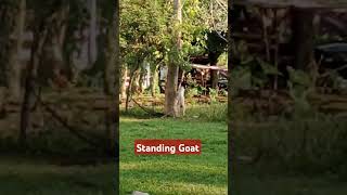 Standing goat 😲 goat [upl. by Henryk]