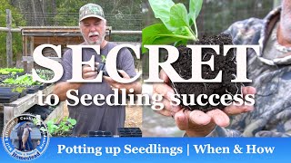 SECRET to Seedlings SUCCESS Potting Up Seedlings [upl. by Corrine]