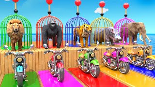 Elephant Lion Hippo Tiger Gorilla 3d Animal Long Slide Game Funny 3d Paint Animals Cage Game Video [upl. by Novonod]