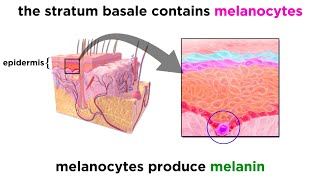 The Integumentary System [upl. by Taimi]