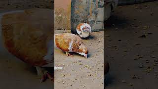 Lahori Shirazi Kabootar kabootar pigeon shortvideo [upl. by Laerol]