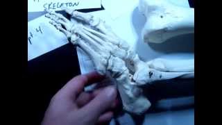 Appendicular Skeleton Part 4 [upl. by Cordy]