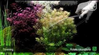 Rotala rotundifolia [upl. by Tanney933]