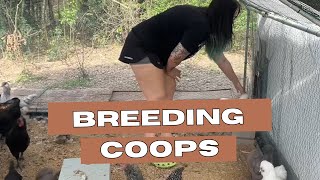 Separating chicken breeds into separate cops [upl. by Airotna353]