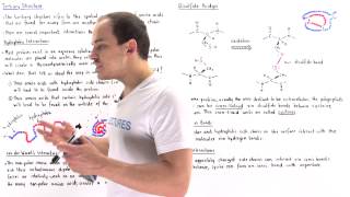 Tertiary Structure of Proteins [upl. by Martella285]