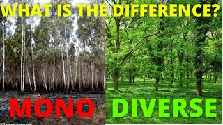 MONOCULTURE VS BIODIVERSITY Monoculture And Its Effects [upl. by Odnalo]