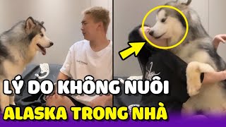 Lí do không nên để vợ nuôi Alaska trong nhà 😂  Yêu Lu Official [upl. by Ias]