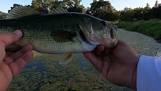 Atascadero Lake Frog Bass Fishing [upl. by Aed160]