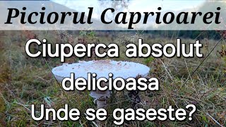 Piciorul Caprioarei  Una dintre cele mai delicioase ciuperci  unde se gaseste [upl. by Breh]