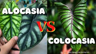 Alocasia vs Colocasia Differences amp Similarities Leaves Tubers Stems CaringConfusion Solved [upl. by Ellerahc]