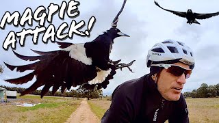 The Worst Magpies Ive Ever Encountered Double Attacks 🚲🦅🦅🇦🇺 [upl. by Philips]