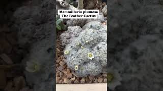 The Feather Cactus  Mammillaria plumosa flowers succulents cactus cactuslover fypシ゚viral [upl. by Ecineg]