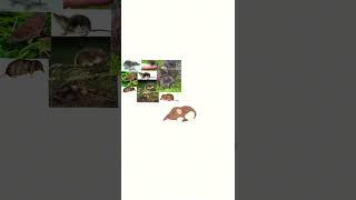 Shrew Speedpaint art speedpaint shrew cute nateaguy artwork artist [upl. by Alikat]