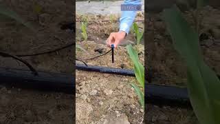 Adjustable dripper with 28cm stick microirrigation jainirrigation sprinklerirrigation dripper [upl. by Sheehan391]