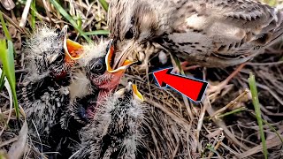 Three babies of Skylark bird are hungry BirdsofNature107 [upl. by Janelle453]