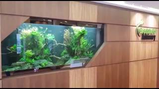 Office Lobby Aquarium  Built Scaped amp Maintained by N30 [upl. by Yelime]