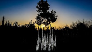 חצבי כוכב יאיר 🌿 Drimia aphylla Urginea maritima [upl. by Nnayrb]