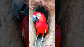 bird nest found in tree cavity shortvideo [upl. by Gerson]