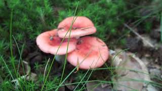 Gołąbek wymiotny  Russula emetica [upl. by Aihtyc]