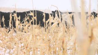 Winter Grazing Systems Agronomics of Crop Production [upl. by Ener]