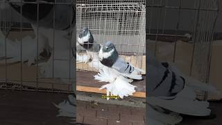 Fancy Pigeons  Pomeranian pouter pigeon [upl. by Euell]