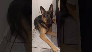 Nem nem mimado 😂 mãedepet pet cachorros germanshepherd pastoralemao [upl. by Aibun673]