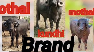 જાફરાબાદી gir nasaljafarabadi buffalo Branded ho youtubevideo youtubeshorts [upl. by Bunting]