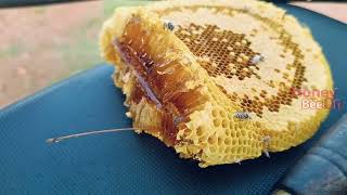 കോൽ തേൻ എടുത്താലോ Kol Theneecha honey bee [upl. by Sobel]