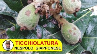 TICCHIOLATURA NESPOLO GIAPPONESE [upl. by Kcirtapnhoj]