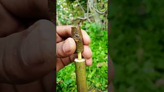 Grafting fig very easy 2025 grafting satisfying [upl. by Ennyrb]