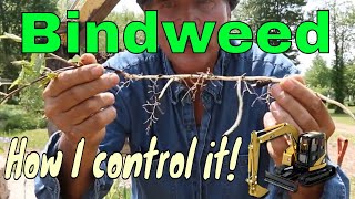 Bindweed control on our site [upl. by Hevak895]