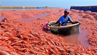 COMO se PRODUCEN MILLONES de CAMARONES🦐en una INDUSTRIA de 80000 MILLONES de DÓLARES [upl. by Assel438]