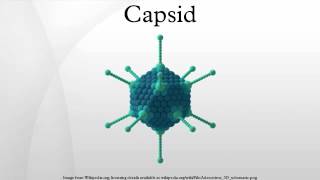 Capsid [upl. by Eddana596]