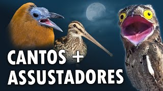 Os 15 CANTOS de AVES MAIS ASSUSTADORES do MUNDO [upl. by Zanze855]