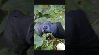 Jackdaws are the best birds to watch  Bird sounds shorts [upl. by Eimat]