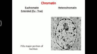 Euchromatin and heterochromatin [upl. by Noroj]