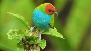 Beautiful Relaxing Rain Sounds amp Bird Singing With Background Piano Music NO COPYRIGHTED MUSIC [upl. by Valaree]