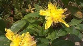 Rose of Sharon Hypericum calycinum  20140621 [upl. by Warford]