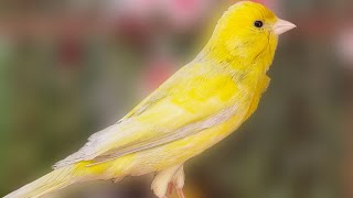 Beautiful Yellow Canary Powerful Song For Training Canaries [upl. by Randi154]