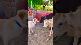 मेरे डॉग को क्यों सब ने भगाया😭funnydogs shorts [upl. by Bogusz]