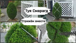 Туя СмарагдСтрижём вместе [upl. by Adhamh]