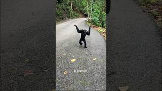 Gibbon Interesting Facts gibbon monkey animals facts wildlife primates [upl. by Trixi520]