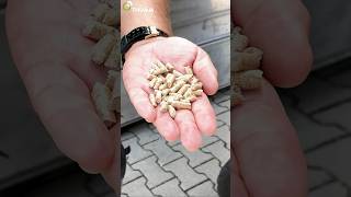 Woran erkennt der Verbraucher gute Pellets pelletheizung pellets [upl. by Joachim479]