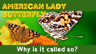 Why Is It Called American Lady Butterfly  All you need to know [upl. by Anev]