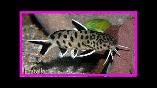 Keeping synodontis aquarium catfish [upl. by Yllop]